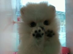 -1013 PET SHOP 宠物商店(近铁城市广场店)