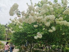 -铁山坪森林公园