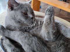 -蓝鲸·缅因猫舍