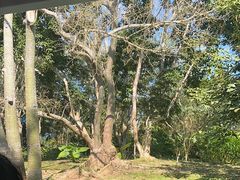 -中国科学院西双版纳热带植物园