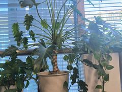 -槿·贵州酸汤火锅餐厅·杭州临安万豪酒店