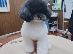 -鑫艺宠物美容培训学校