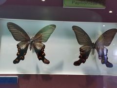 -上海昆虫博物馆