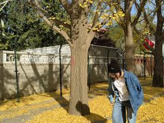 -三里屯东五街银杏大道