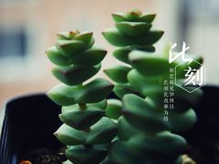 -南汇花鸟市场(上海浦东新花卉店)