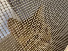 -宠颐生汉谟拉比宠物医院