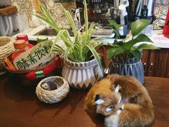 -狐狸家·酸奶酪专门店(平江路店)