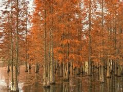 -白鹭湾湿地公园