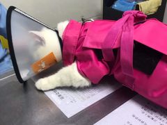 -荔康动物医院(康王北路店)