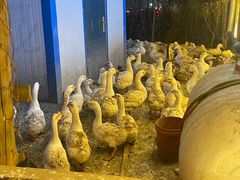 -鱼窝棚柴火铁锅炖(富山屯店)