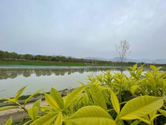 -洨河生态公园