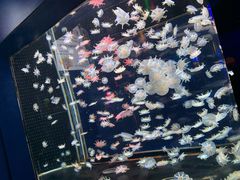 -太平洋海底世界