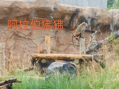 -武汉动物园