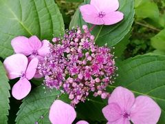 -艾溪湖湿地公园