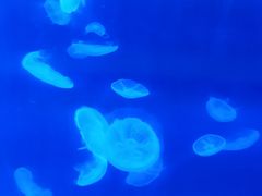 -南昌海洋公园