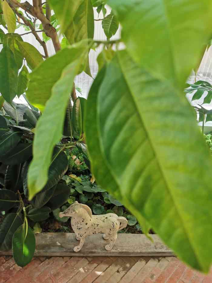 cyber plants-"以前的回声果汁又换装了嘛~~ 从人家市.