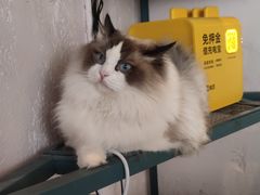 -喵屿·大理花园猫咖