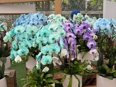 -上海鲜花港