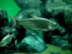 -上海海洋水族馆