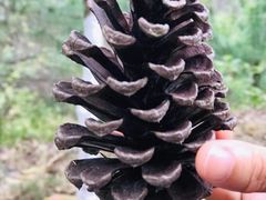 -分塔山省级森林公园