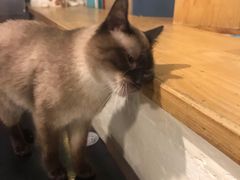 -猫小院猫主题咖啡厅(北锣店)