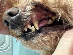 -达爱动物医院·犬猫分区·CT·复杂眼科(远洋山水分院)