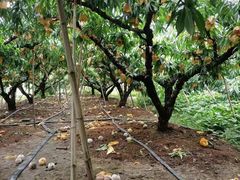 -老袁家蜜桃农场·阳山水蜜桃