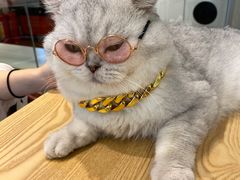 -绒爪撸猫下午茶·猫咖