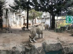 -灵玲国际马戏城