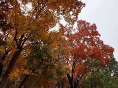 -北京西山国家森林公园