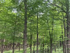 -广富林郊野公园