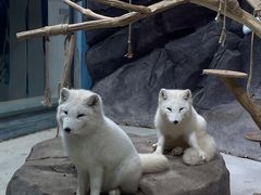 -海合安青岛极地海洋公园