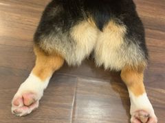 -柯斗斗主题餐厅·狗咖·围炉煮茶·茶饮(国瑞升平里店)