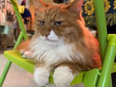 -平行世界·猫咖(首经贸店)