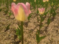 -商丘古城-应天书院