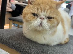 -喵园·猫主题咖啡厅·撸猫·猫咖(国贸店)