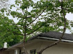 -顺德大良半月城游乐场