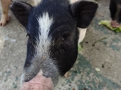 -哈尔滨北方森林动物园