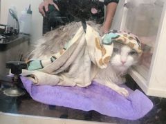 -1013 PET SHOP精品宠物商店(丁香店)