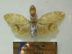 -上海昆虫博物馆