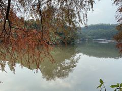 -深圳仙湖植物园