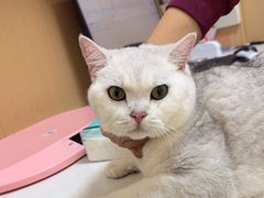 -瑞派康怡24h宠物医院·犬猫医疗中心·微创绝育(瑞景分院)