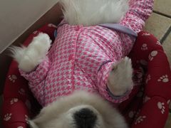 -彩虹桥宠物火化殡葬善终服务(金乐大厦店)