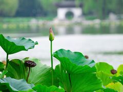 -陶然亭公园