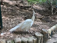 -燕塞湖鸟语林景区