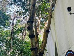 -野象谷景区