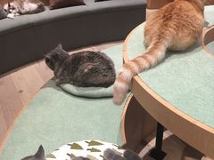 -CAT’S MEWSTAR CAFE·喵星球猫屋(晴湾咖啡店)