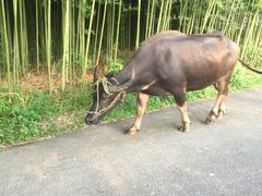 -杭州双溪漂流景区