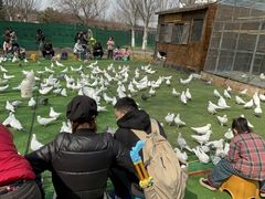 -长白岛森林公园