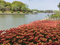 -上海鲜花港